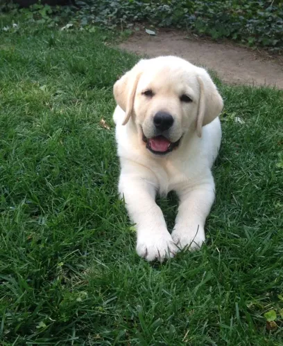 Labrador Retriever - Preparado Para Jogar No Time Da Sua Família