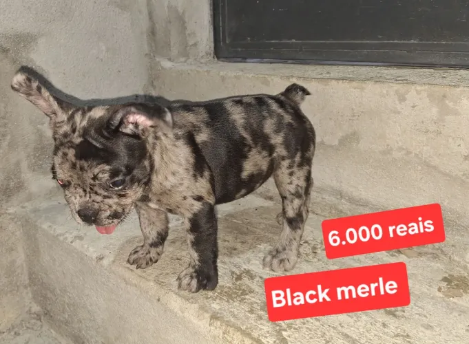 Buldogue francês