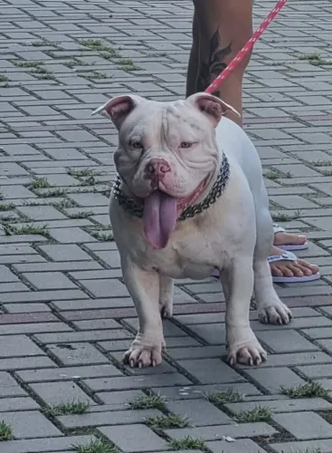 Disponível para cobertura (cruzar, inseminação)