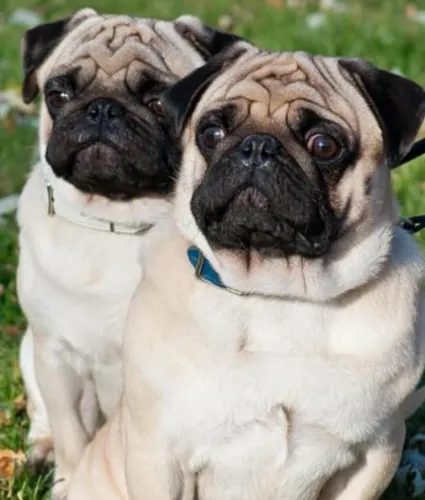 Vendo casal de pug