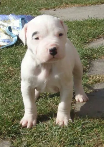 Dogo argentino