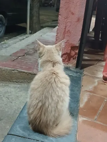 Gata fêmea laranja filhote mansa