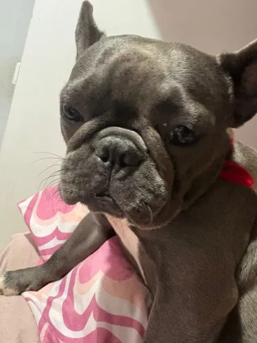 Vendo Buldogue francês fêmea