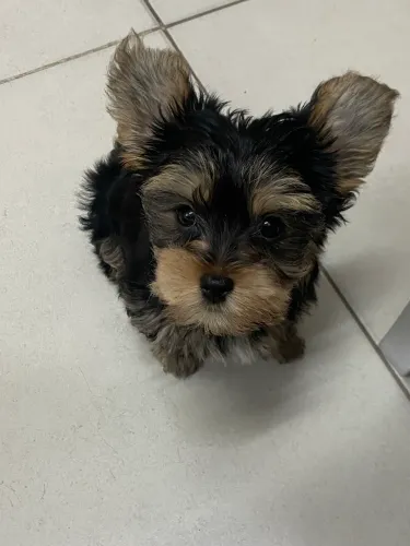Cachorro Yorkshire