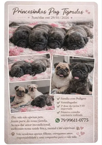 ? ?Princesinhas Pug Tigradas? ?<br>? Nascidas em 29/01/2026