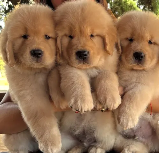 Filhote golden