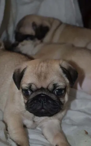 Um Pug para deixar sua casa ainda mais feliz.