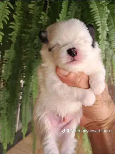 Lulu da pomerania machinhos anões