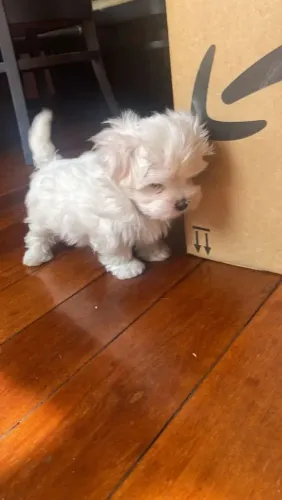 Maltês Um cachorrinho para quem busca algo especial