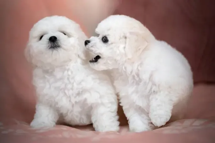 ? Poodle | Filhotes Charmosos Esperando por Uma Família