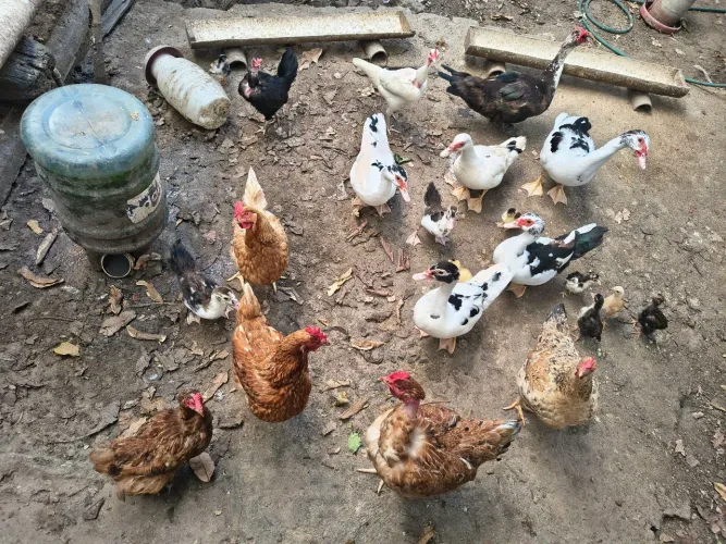Galinhas e patos 