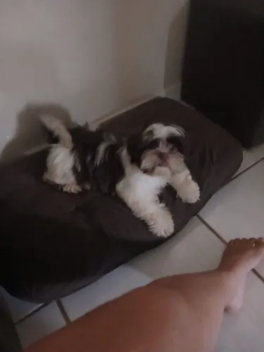 Shitzu fígado macho bicolor.