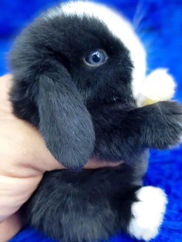 Lindo Mini Lop Uruguai bicolor olhos azuis (alto padrão)