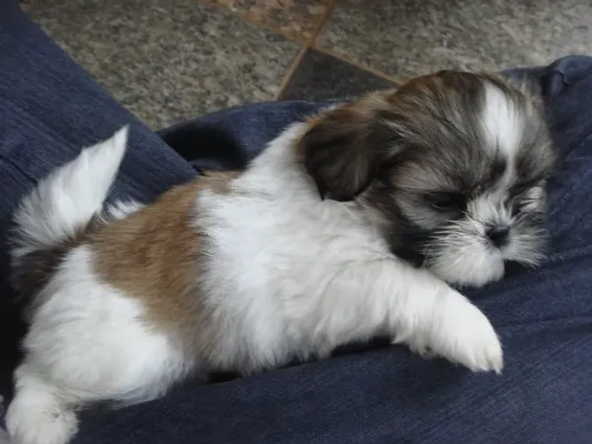Filhotes de Shih Tzu | Uma presença que transforma o ambiente!