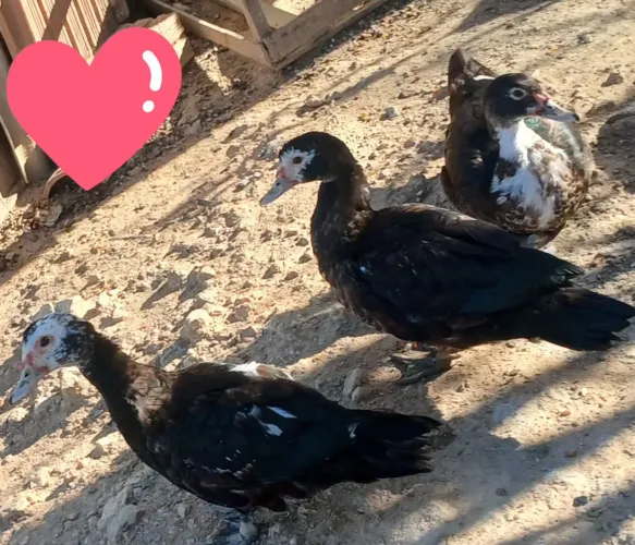 Vende-se 3 patos(ÓTIMA OFERTA)