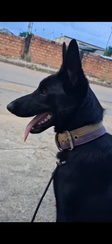 Pastor alemão fêmea 7 meses 