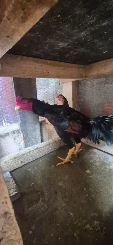 Galo Índio