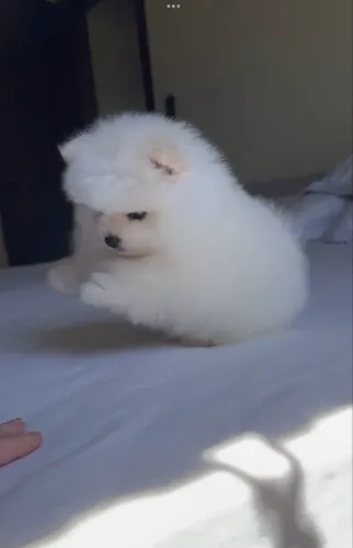 Spitz alemão anao estilo ursinho macho e fêmea com pedigree 