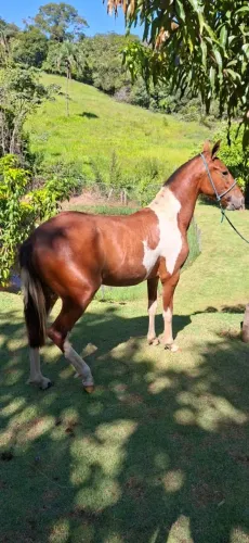 POTRA MANGALARGA MACHADOR  DE MARCHA PICADA 