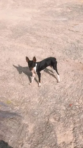 Cachorro pinscher 3 mês já vacinada femia