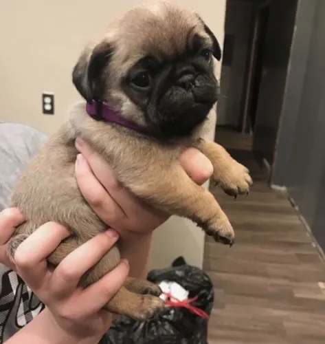 Filhotes De Pug - Diversão E Carinho Em Forma De Filhote