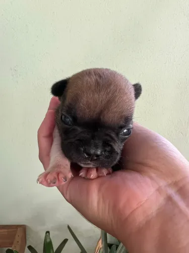 Buldogue francês Fêmea
