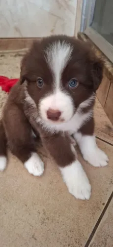 Filhotes MACHOS border collie