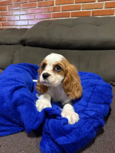 Cavalier king Charles Spaniel