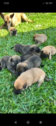 pastor x labrador lindos filhotes ficam peludos 