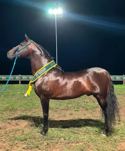 Mangalarga Marchador Cobertura Abaixo do Valor