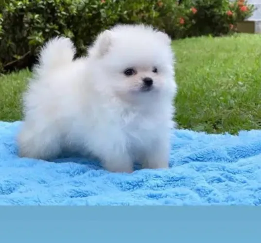 Doa-se Lulu-da-pomerânia