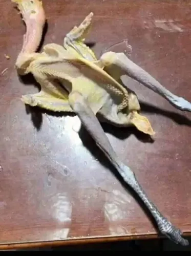 Casal de pato ?