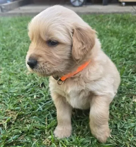 Golden Retriever Filhotes Extraordinários.