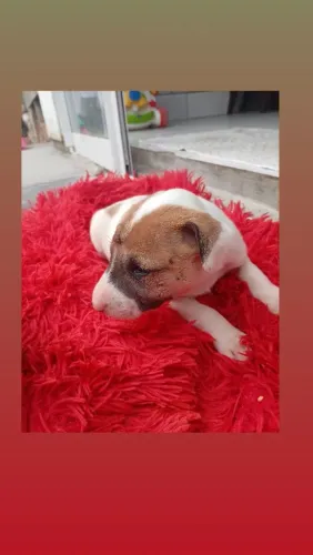 Doação de filhote Bull terrier pura porém a mãe cruzou com de rua mais tem chamces de ser