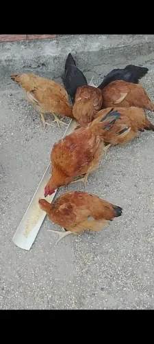 Vendo galinhas caipirao