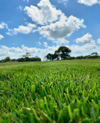 Foco qualidade e estética transforme seu quintal em um tapete verde hoje!