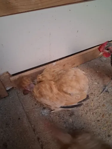 Vendo galinha garnize polaca 
