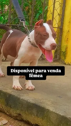 Linda filhote de Pit monstro fêmea para venda