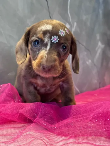 Dachshund arlequim chocolate