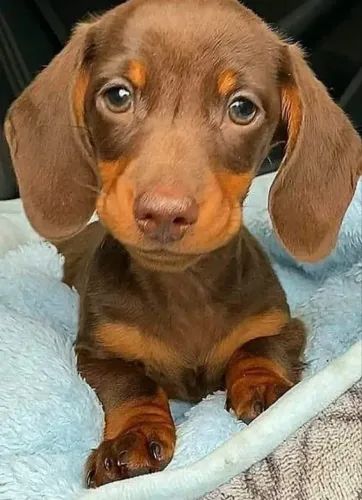 Filhote de Dachshund fêmea
