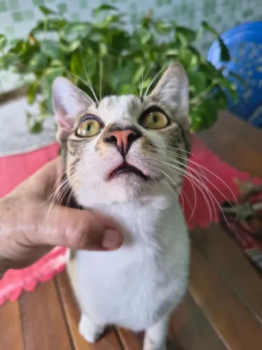 Gatinho filhote 5 meses pra doação!