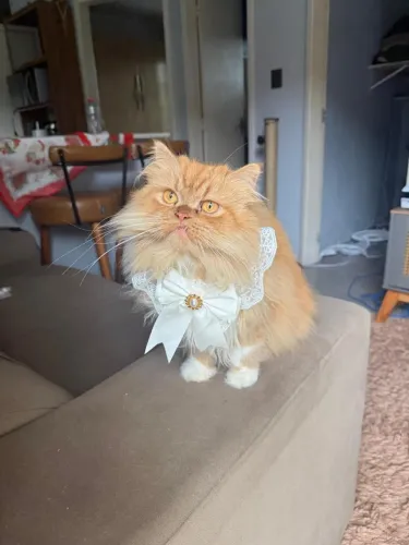 Gato Persa Fêmea 1 ano e 6 meses