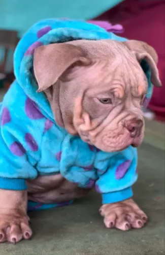 Filhotes American Bully Micro Tri Lilac 