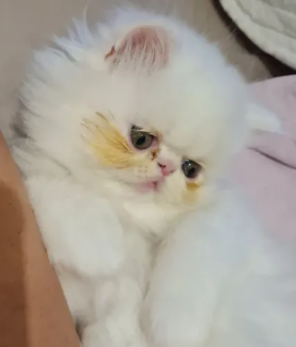 Gato persa filhote