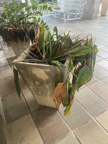 Vendo vários vasos para planta
