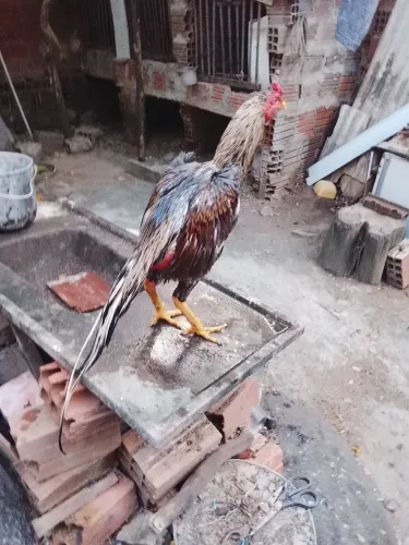 Galo novo de 2 ano treinado