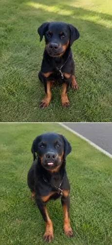 Cão da raça Rottweiler