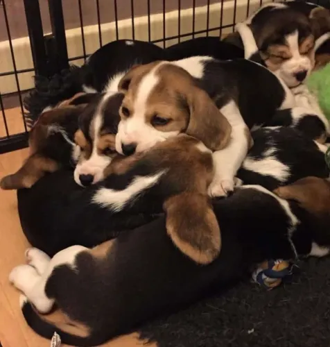 Filhotes de Beagle