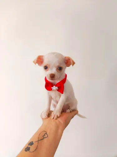 Chihuahua Micro fêmea branca com champanhe