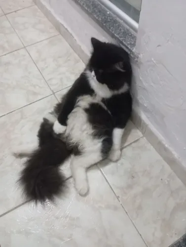 Gato persa macho castrado